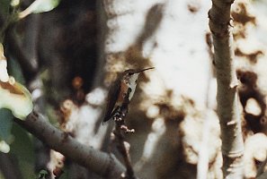 Hummingbird, Rufous 2 B02P88I02b